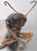 Synergus sp.
